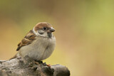 Image. Eurasian Tree Sparrow