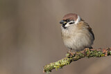 Image. Eurasian Tree Sparrow