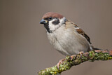 Image. Eurasian Tree Sparrow