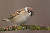 Image. Eurasian Tree Sparrow