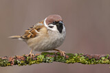 Image. Eurasian Tree Sparrow
