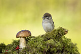 Image. Eurasian Tree Sparrow