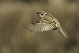 Image. Eurasian Tree Sparrow