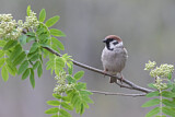 Image. Eurasian Tree Sparrow