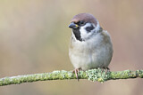 Image. Eurasian Tree Sparrow