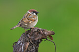 Image. Eurasian Tree Sparrow