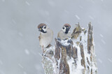 Image. Eurasian Tree Sparrow