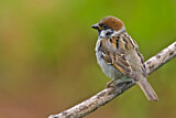 Image. Eurasian Tree Sparrow