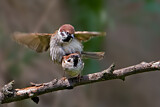 Image. Eurasian Tree Sparrow