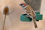 Image. Eurasian Tree Sparrow