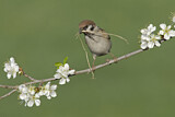 Image. Eurasian Tree Sparrow