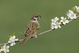 Image. Eurasian Tree Sparrow