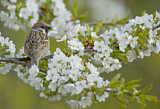 Image. Eurasian Tree Sparrow