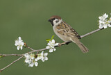 Image. Eurasian Tree Sparrow