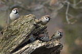 Image. Eurasian Tree Sparrow