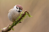 Image. Eurasian Tree Sparrow
