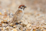 Image. Eurasian Tree Sparrow