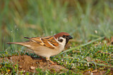 Image. Eurasian Tree Sparrow