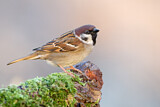 Image. Eurasian Tree Sparrow
