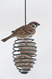 Image. Eurasian Tree Sparrow