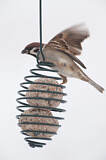 Image. Eurasian Tree Sparrow