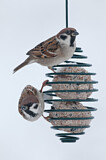 Image. Eurasian Tree Sparrow