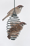 Image. Eurasian Tree Sparrow