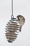 Image. Eurasian Tree Sparrow