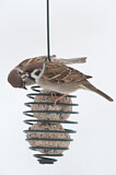 Image. Eurasian Tree Sparrow