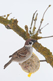 Image. Eurasian Tree Sparrow