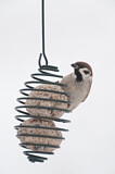 Image. Eurasian Tree Sparrow