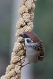 Image. Eurasian Tree Sparrow
