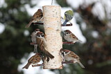 Image. Eurasian Tree Sparrow