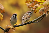 Image. Eurasian Tree Sparrow