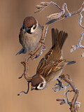 Image. Eurasian Tree Sparrow