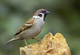 Image. Eurasian Tree Sparrow