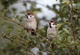 Image. Eurasian Tree Sparrow