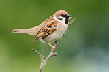 Image. Eurasian Tree Sparrow