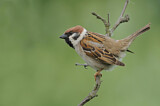 Image. Eurasian Tree Sparrow