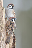 Image. Eurasian Tree Sparrow