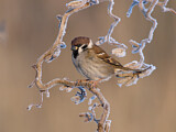 Image. Eurasian Tree Sparrow