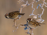 Image. Eurasian Tree Sparrow