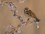 Image. Eurasian Tree Sparrow