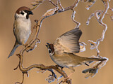 Image. Eurasian Tree Sparrow