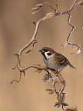 Image. Eurasian Tree Sparrow