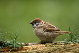 Image. Eurasian Tree Sparrow