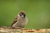Image. Eurasian Tree Sparrow