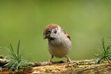 Image. Eurasian Tree Sparrow