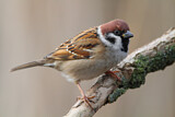 Image. Eurasian Tree Sparrow