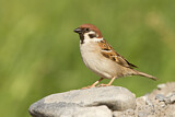 Image. Eurasian Tree Sparrow